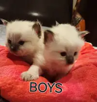 Stunning Purebred Ragdoll kittens ❤️