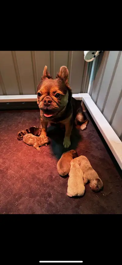 Fluffy Merle Big Rope frenchie pups Currently 2 weeks old 1 female (sold) 5 males (available) Messag...