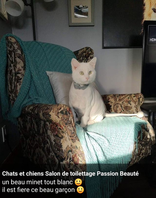 Tonte et Toilettage de chat Professionnel à votre domicile . dans Services pour animaux  à Ville de Québec - Image 2