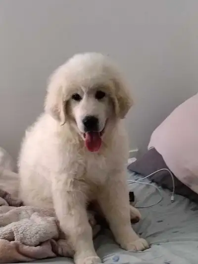 Great Pyrenees Puppy 500.00$, View more
