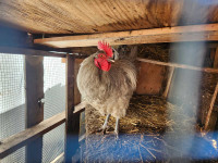 Lavender orpington rooster 1 year old