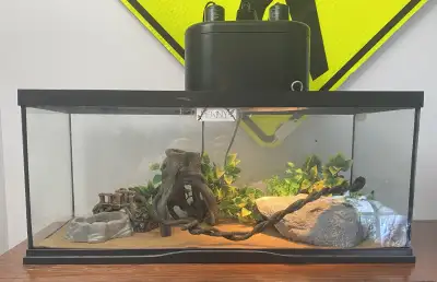 Hello people I’m selling my LEOPARD GECKO WITH ENCLOSURE Everything you see is included - tank - dec...