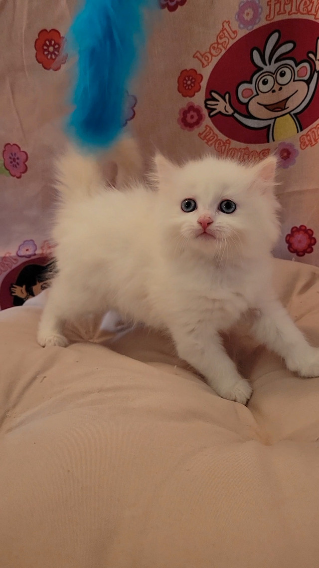Purebred Ragdoll kitten looking for a forever home! in Cats & Kittens for Rehoming in Richmond