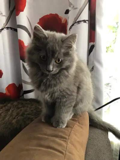 Chaton de 2 mois