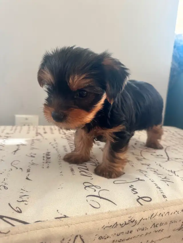 Purebred Yorkie puppies - SOLD in Dogs & Puppies for Rehoming in City of Toronto - Image 2