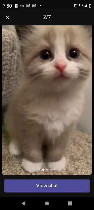 iso white kittens, View more