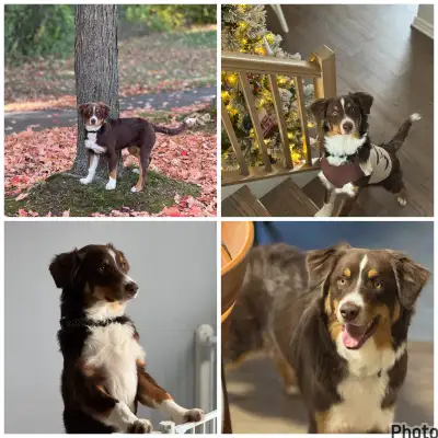 Looking for a loving home for my sweet Aussie ( 10 months, male), View more