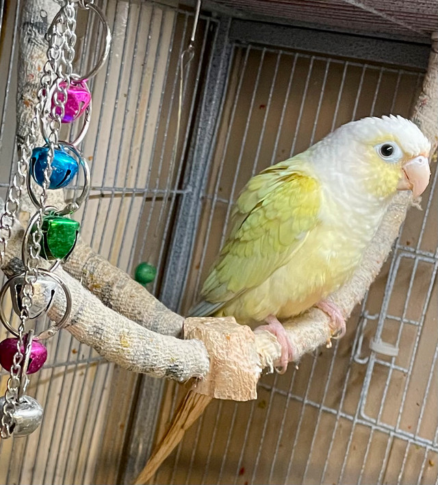 Mint split to mooncheek conure babies - handtame! in Birds for Rehoming in Saskatoon - Image 3