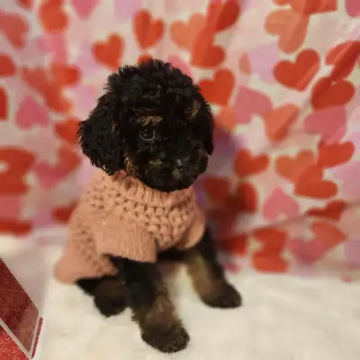 Female Miniature Poodle Puppies - only 2 left, View more