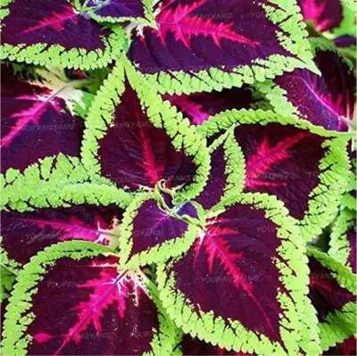 Large coleus plant, View more