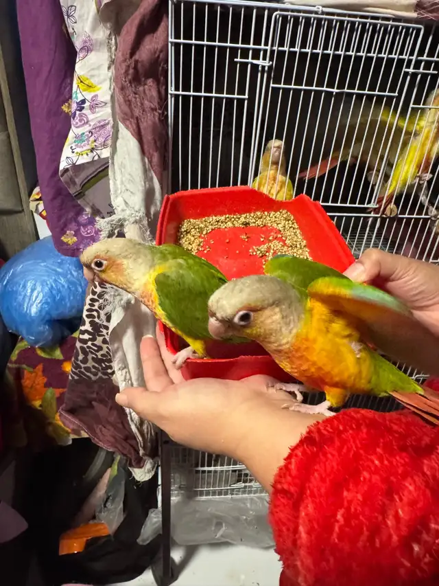 conure b in Birds for Rehoming in Mississauga / Peel Region - Image 4