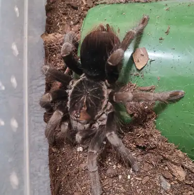 Colombian Giant Copper tarantula, View more