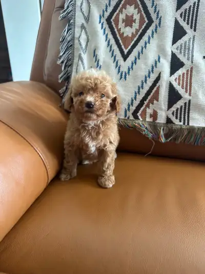 mini goldendoodle, View more