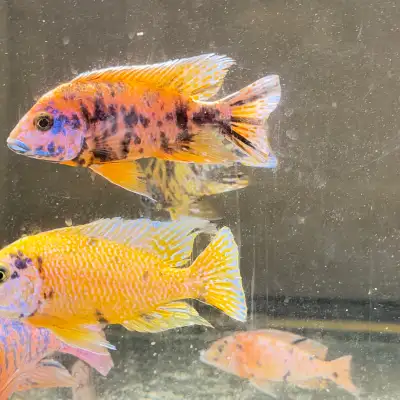 fish for sale, View more