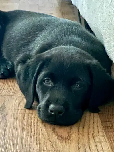 Labrador Retriever Puppies, View more