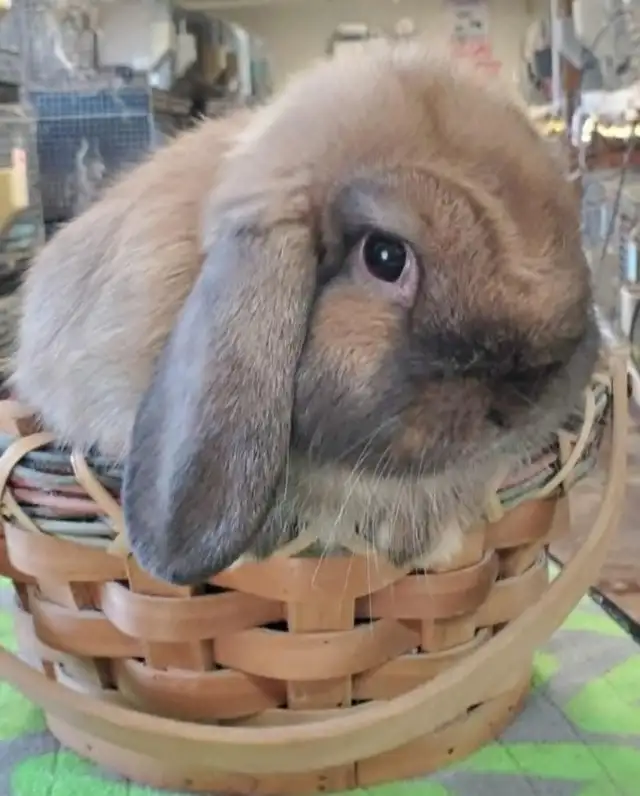 Extraodinaires! Bébés lapins mini rex baby bunny rabbits in Small Animals for Rehoming in City of Montréal - Image 5