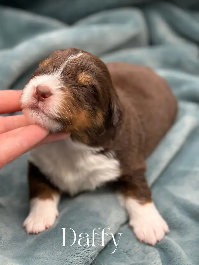 HEATH TESTED / FAMILY RAISED : Mini Aussies in Dogs & Puppies for Rehoming in City of Toronto - Image 5