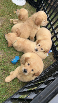 Golden Retriever puppies!