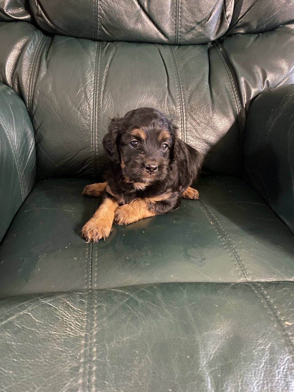 Cockapoo puppies | Dogs & Puppies for Rehoming | 100 Mile House | Free ...