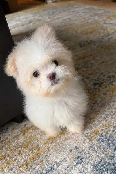 Male Pomeranian x Shih Tzu puppy, View more