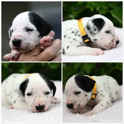Puppies are here! They were born on May 7th! WE ARE NOW ACCEPTING RESERVATIONS. The mother's name is...