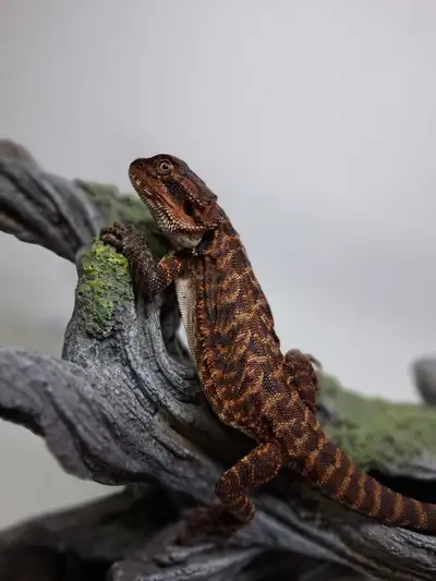 Red monster Bearded dragon, View more