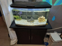 Aquarium 16 G + meuble + poissons africain bb