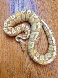 Proven Breeder Female Banana GHI Ball Python