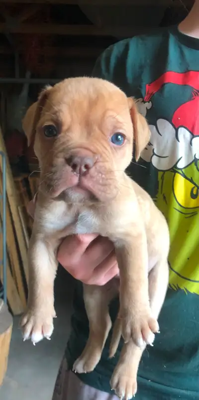 4 beautiful French Mastiff/American Bulldog puppies available. Mom is a French Mastiff, Dad American...