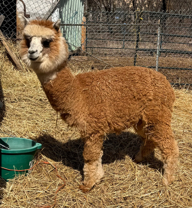 Alpacas 3 female and 1 male in Livestock in Winnipeg - Image 2