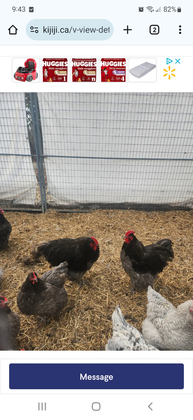 Purebred orpington chickens in Livestock in Edmonton