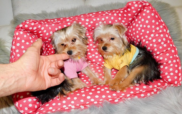Tiny toy yorkie terrier in Dogs & Puppies for Rehoming in City of Toronto - Image 2