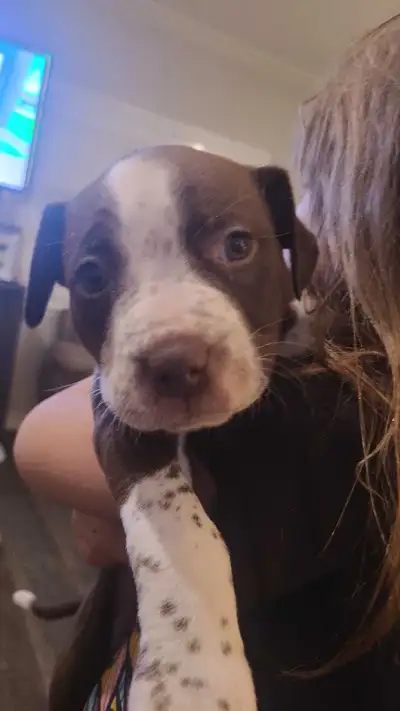 american bulldog pups, View more
