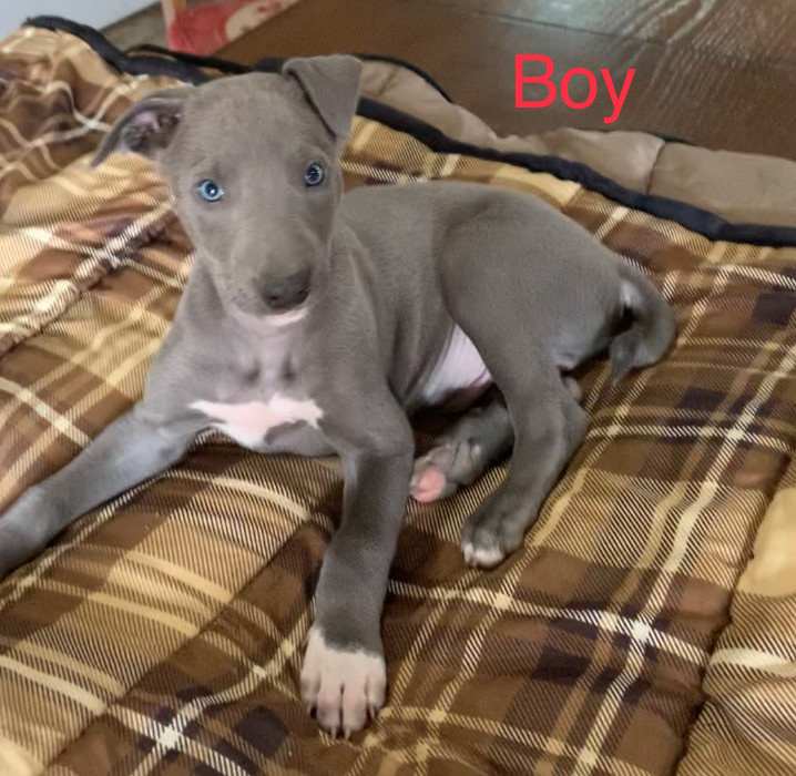 Irish Wolfhound/Greyhound Mix Dogs & Puppies for Rehoming St. Catharines Kijiji