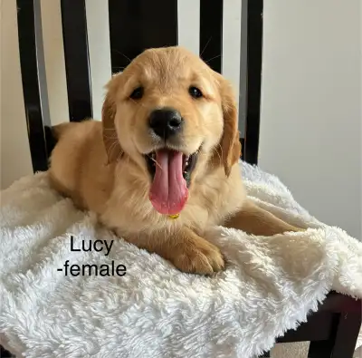 Adorable Pure Bred Golden Retriever Puppies, View more