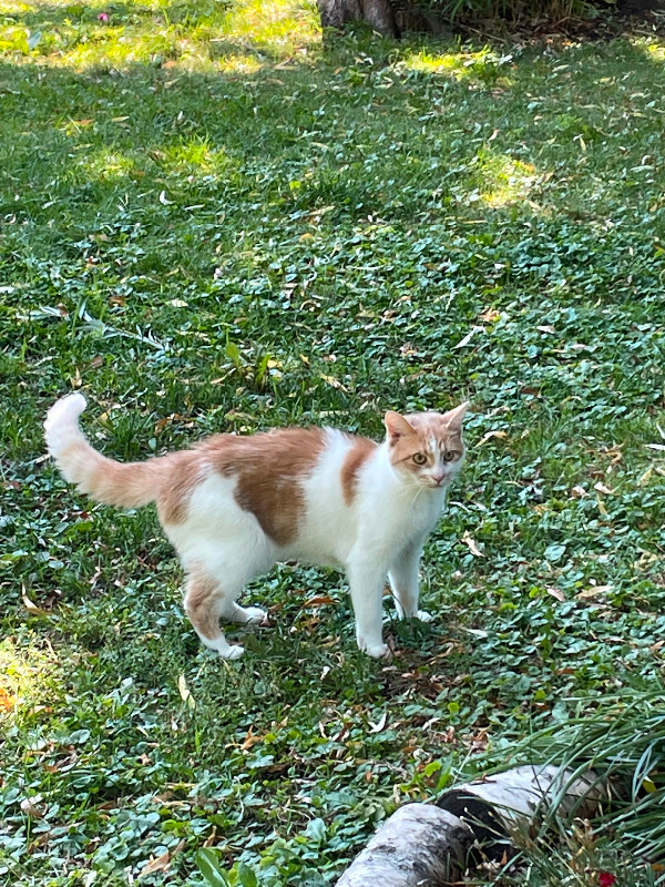 Lost domestic cat. White with orange patches in Lost & Found in City of Toronto - Image 3