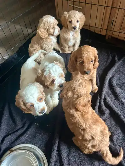beautiful cockapoo puppies, View more