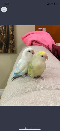 Love Bird Pair