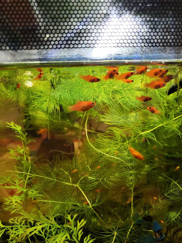 fish for aquarium in Fish for Rehoming in Mississauga / Peel Region
