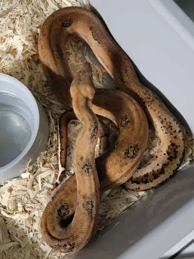 Hypo Leopard 66% het Sterling - Male, View more