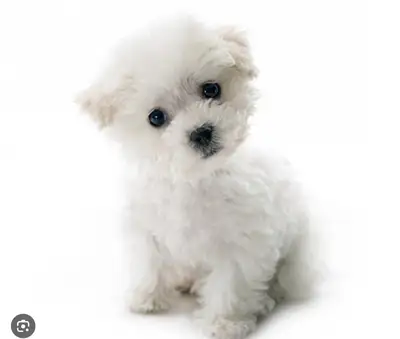 Lovely Bichon tea-cup for sale 5 months old , female, View more