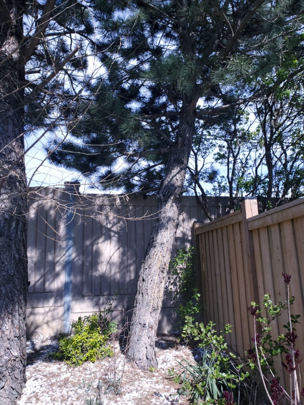I am seeking tree removal and stump grinding Lawn, Tree Maintenance