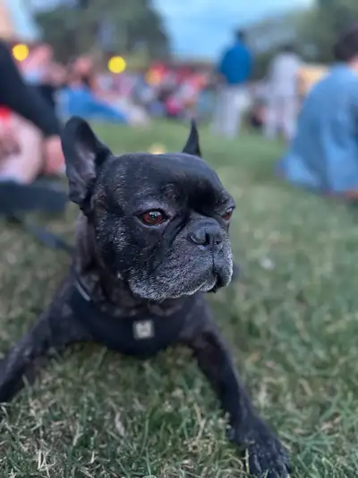 6 year old intact Male Frenchton, View more