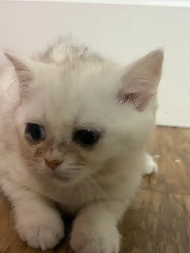 Purebred British shorthair kitten