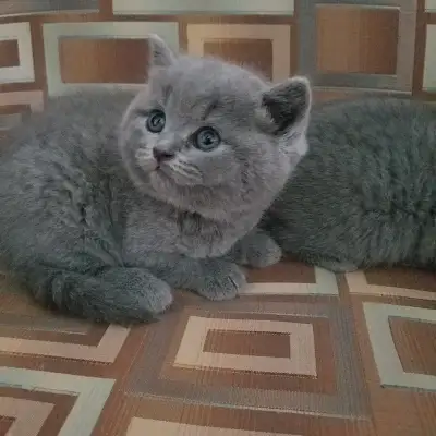 Adorable Scottish straight blue shorthair and longhair kittens registered in CCA/AFC (Canadian Cat A...