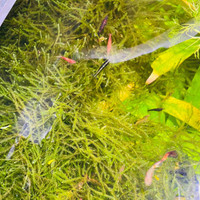 Aquarium plant - Java moss