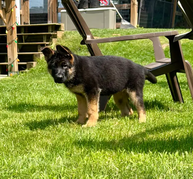 stunning-european-german-shepherd-female-available-dogs-puppies-for