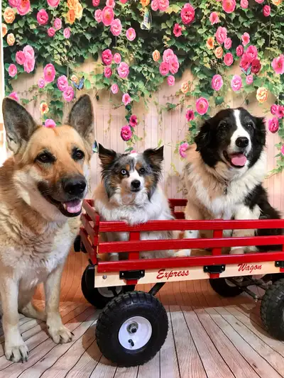 Dog Training for Busy People, View more