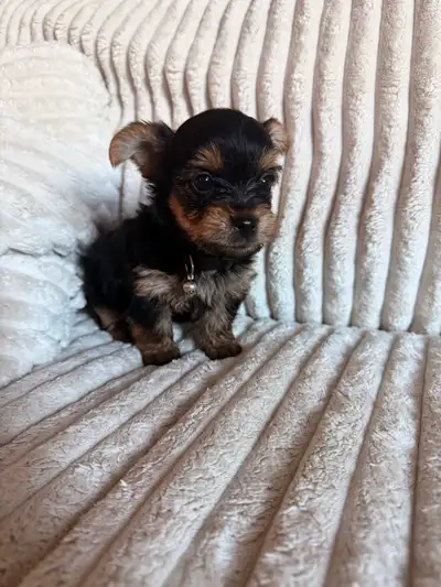 Purebred Yorkie puppies, View more