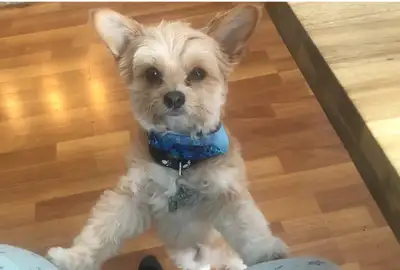 8 year old terrier, View more